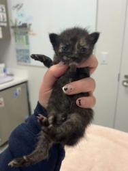 Shelter Stray Female Cat last seen Near Elmwood Ave, 64132, MO, 7077 Elmwood Ave, Kansas City, MO 64132, USA