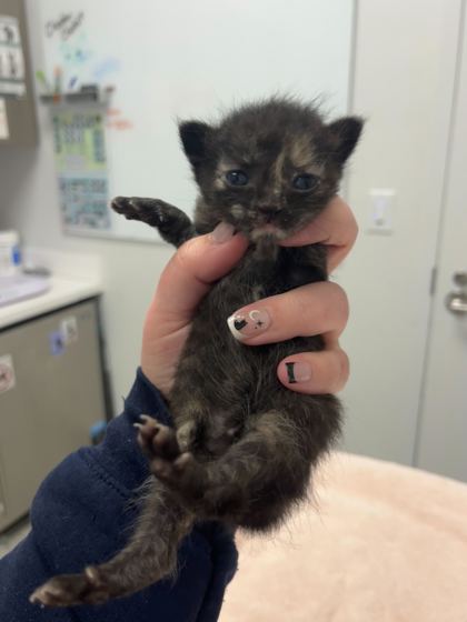 Shelter Stray Female Cat last seen Near Elmwood Ave, 64132, MO, 7077 Elmwood Ave, Kansas City, MO 64132, USA