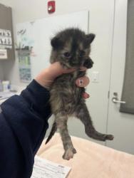 Shelter Stray Female Cat last seen Near Elmwood Ave, 64132, MO, 7077 Elmwood Ave, Kansas City, MO 64132, USA