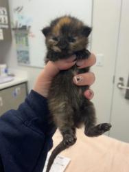 Shelter Stray Female Cat last seen Near Elmwood Ave, 64132, MO, 7077 Elmwood Ave, Kansas City, MO 64132, USA