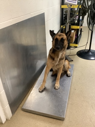 Shelter Stray Female Dog last seen Near Kenwood Ct., East District, TX, 355 Hillshire Dr, Haslet, TX 76052, USA