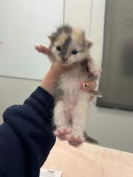 Shelter Stray Female Cat last seen Near Elmwood Ave, 64132, MO, 7077 Elmwood Ave, Kansas City, MO 64132, USA