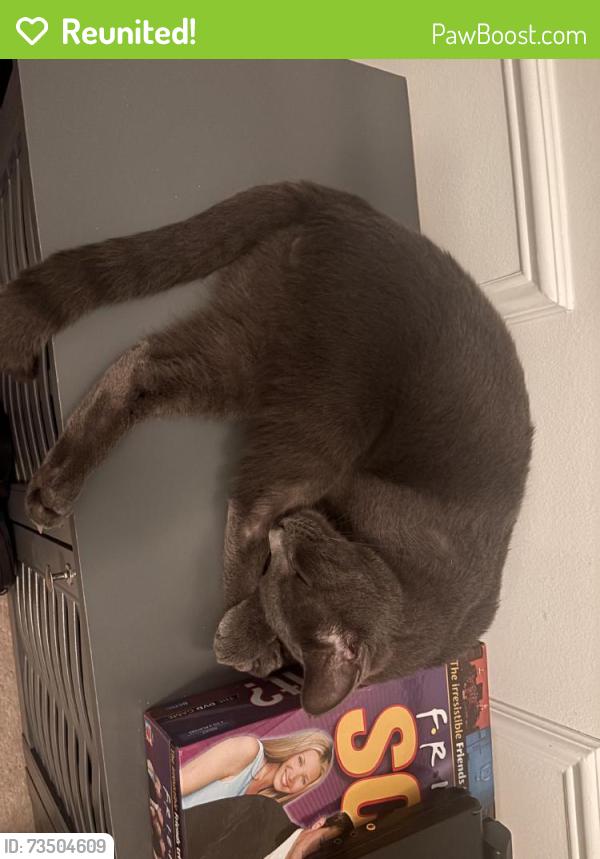 Reunited Male Cat last seen Jamestown Xing, Union twp, OH 45103, USA, Union Township, OH 45103