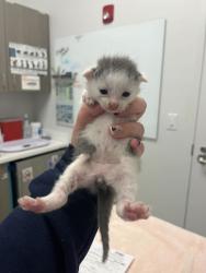 Shelter Stray Male Cat last seen Near Elmwood Ave, 64132, MO, 7077 Elmwood Ave, Kansas City, MO 64132, USA