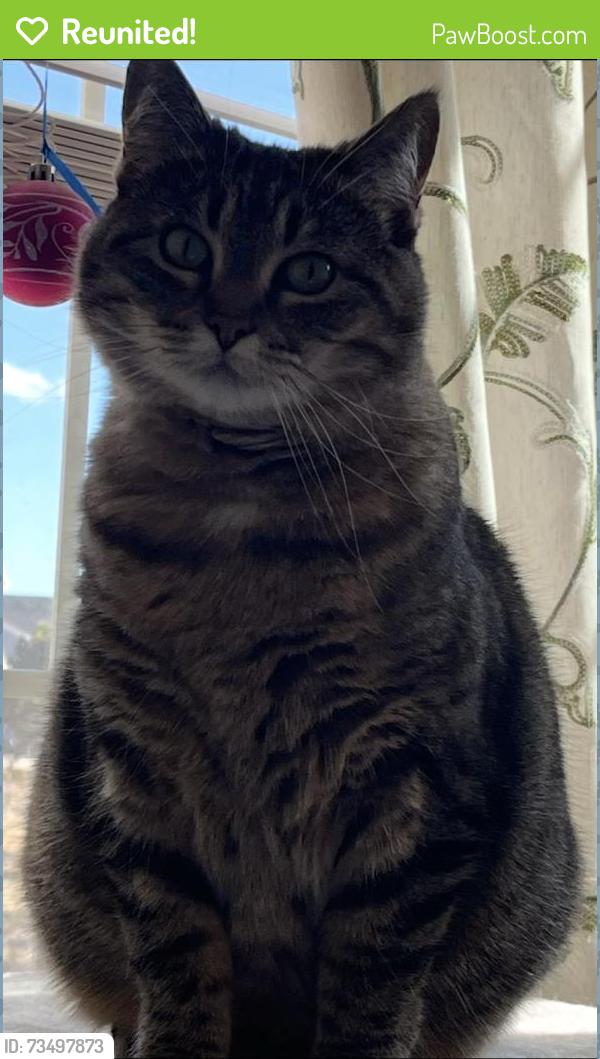 Reunited Female Cat last seen White marble drive, Monument, CO 80132