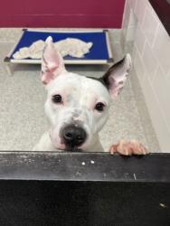 Shelter Stray Female Dog last seen Near VIRGINA AVE, East Point, GA, 1251 Fulton Industrial Blvd NW, Atlanta, GA 30336, USA