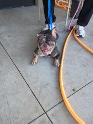 Shelter Stray Female Dog last seen Near Niskey Lake rd atlanta 30331, Atlanta, GA, 1251 Fulton Industrial Blvd NW, Atlanta, GA 30336, USA