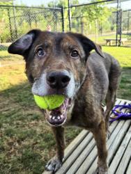 Shelter Stray Male Dog last seen Near Delavan St., Atlanta, GA, 1251 Fulton Industrial Blvd NW, Atlanta, GA 30336, USA
