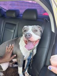 Shelter Stray Female Dog last seen Near 10th Street NW, Atlanta, GA, 1251 Fulton Industrial Blvd NW, Atlanta, GA 30336, USA
