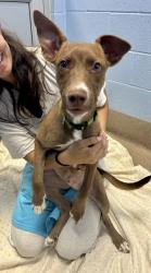 Shelter Stray Male Dog last seen Near Peachtree Industrial Blvd. Atlanta GA 30360, 30360, GA, 3280 Chamblee Dunwoody Rd, Chamblee, GA 30341, USA