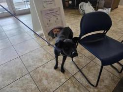 Shelter Stray Male Dog last seen SW bypass, Wolf Ranch PKWY, Georgetown, City of Georgetown, TX, 1855 SE Inner Loop, Georgetown, TX 78626, USA