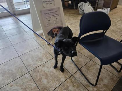 Shelter Stray Male Dog last seen SW bypass, Wolf Ranch PKWY, Georgetown, City of Georgetown, TX, 1855 SE Inner Loop, Georgetown, TX 78626, USA