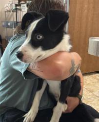 Shelter Stray Male Dog last seen Near Blk Grand Oak, Liberty Hill, Williamson County, TX, 1855 SE Inner Loop, Georgetown, TX 78626, USA