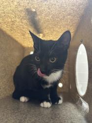 Shelter Stray Female Cat last seen Vienna, VA, 22180, Patrick St SE, Vienna, Town of, VA, 4500 West Ox Rd, Fairfax, VA 22030, USA