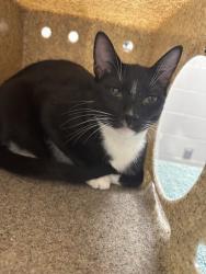 Shelter Stray Male Cat last seen Vienna, VA, 22180, Patrick St SE, Vienna, Town of, VA, 4500 West Ox Rd, Fairfax, VA 22030, USA