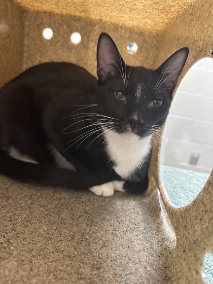 Shelter Stray Male Cat last seen Vienna, VA, 22180, Patrick St SE, Vienna, Town of, VA, 4500 West Ox Rd, Fairfax, VA 22030, USA