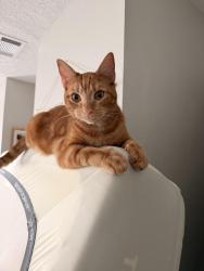 Lost Male Cat last seen Ocala Waterway close to Liberty Middle School, Marion County, FL 34476