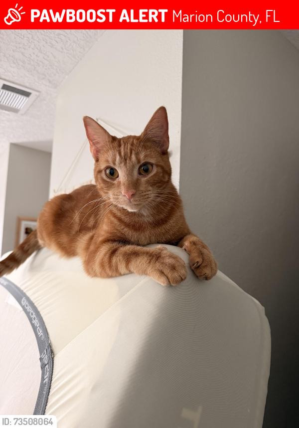 Lost Male Cat last seen Ocala Waterway close to Liberty Middle School, Marion County, FL 34476