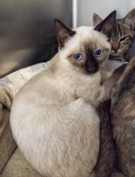 Shelter Stray Male Cat last seen E Illinois Ave & N 7th St, Fresno Zone Fresno CO 2 93702, CA, 1510 W Dan Ronquillo Dr, Fresno, CA 93706, USA