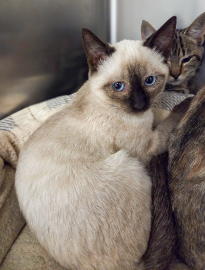 Shelter Stray Male Cat last seen E Illinois Ave & N 7th St, Fresno Zone Fresno CO 2 93702, CA, 1510 W Dan Ronquillo Dr, Fresno, CA 93706, USA