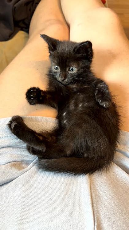 Shelter Stray Male Cat last seen Near Rokeby Rd, 21229, MD, 2490 Giles Rd, Baltimore, MD 21225, USA