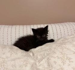 Shelter Stray Female Cat last seen Near Rokeby Rd, 21229, MD, 2490 Giles Rd, Baltimore, MD 21225, USA