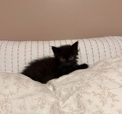 Shelter Stray Female Cat last seen Near Rokeby Rd, 21229, MD, 2490 Giles Rd, Baltimore, MD 21225, USA