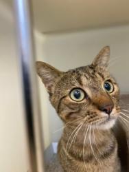 Shelter Stray Unknown Cat last seen S Sandpiper, VB AC, FL, 6230 77th St, Vero Beach, FL 32967, USA