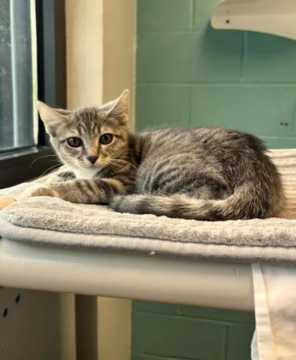 Shelter Stray Female Cat last seen Near B. 27th st, 21218, MD, 2490 Giles Rd, Baltimore, MD 21225, USA