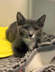Shelter Stray Male Cat last seen Near E. 27th st, 21218, MD, 2490 Giles Rd, Baltimore, MD 21225, USA