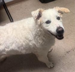Shelter Stray Male Dog last seen Salvation Army Reidville Rd, CITY, SC, 150 Dexter Rd, Spartanburg, SC 29303, USA