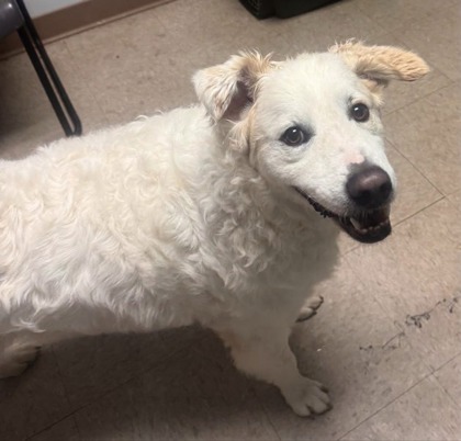 Shelter Stray Male Dog last seen Salvation Army Reidville Rd, CITY, SC, 150 Dexter Rd, Spartanburg, SC 29303, USA