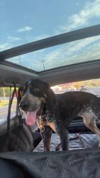 Reunited Female Dog last seen Near Hiawassee Ave, Knoxville, TN 37917, USA, Knoxville, TN 37917