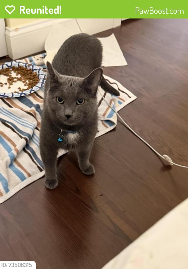 Reunited Male Cat last seen Cherrywood shopping center, Wantagh, NY 11793