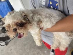 Reunited Female Dog last seen Wisteria Hill Street, Houston, TX 77073