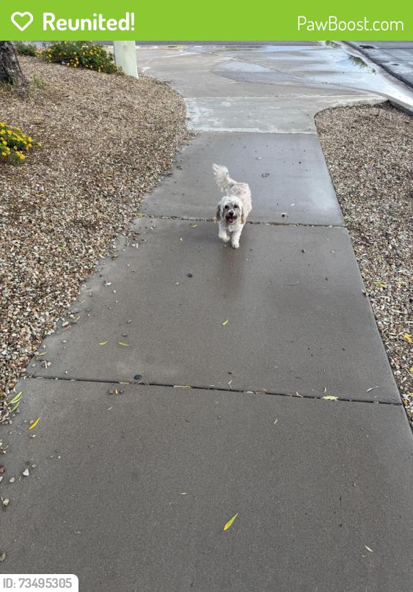 Reunited Female Dog last seen 103rd Ave and Lower Buckeye Rd, Tolleson, AZ 85353