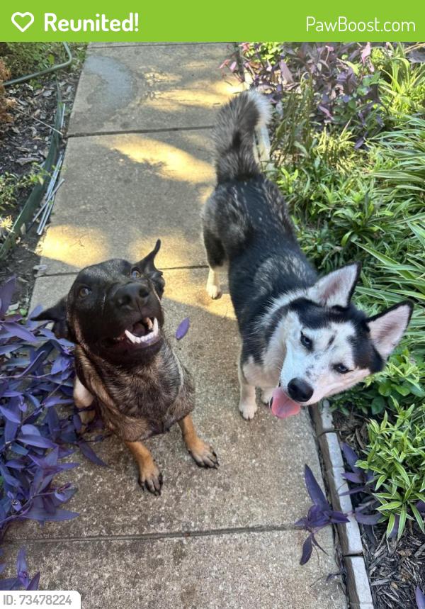 Reunited Male Dog last seen Sheffield ln, Flower Mound, TX 75028