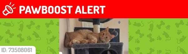 Lost Male Cat last seen New Hope, Buckingham Township, PA 18938