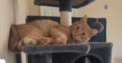 Lost Male Cat last seen New Hope, Buckingham Township, PA 18938