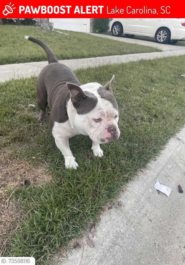 Lost Male Dog last seen Denman loop columbia sc, Lake Carolina, SC 29229