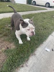 Lost Male Dog last seen Denman loop columbia sc, Lake Carolina, SC 29229