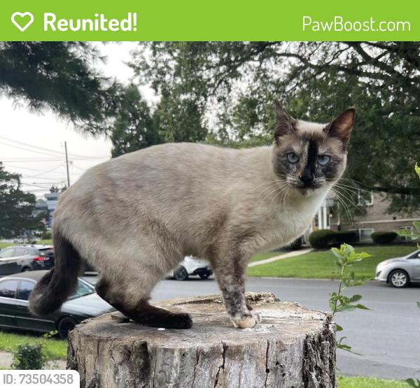 Reunited Female Cat last seen Oregon pike, Lancaster, PA 17601