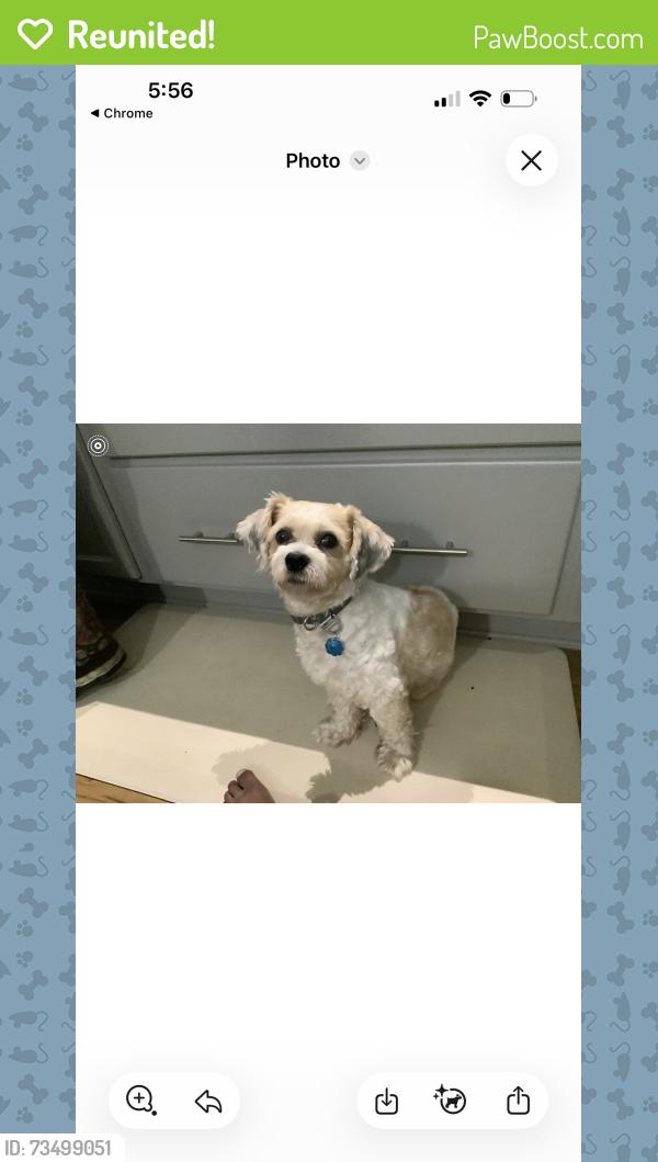 Reunited Male Dog last seen Target, Ross, kohls, Cumming, GA 30041