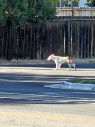Found/Stray Unknown Dog last seen Locust lane and Chicago St, Nampa, ID 83686