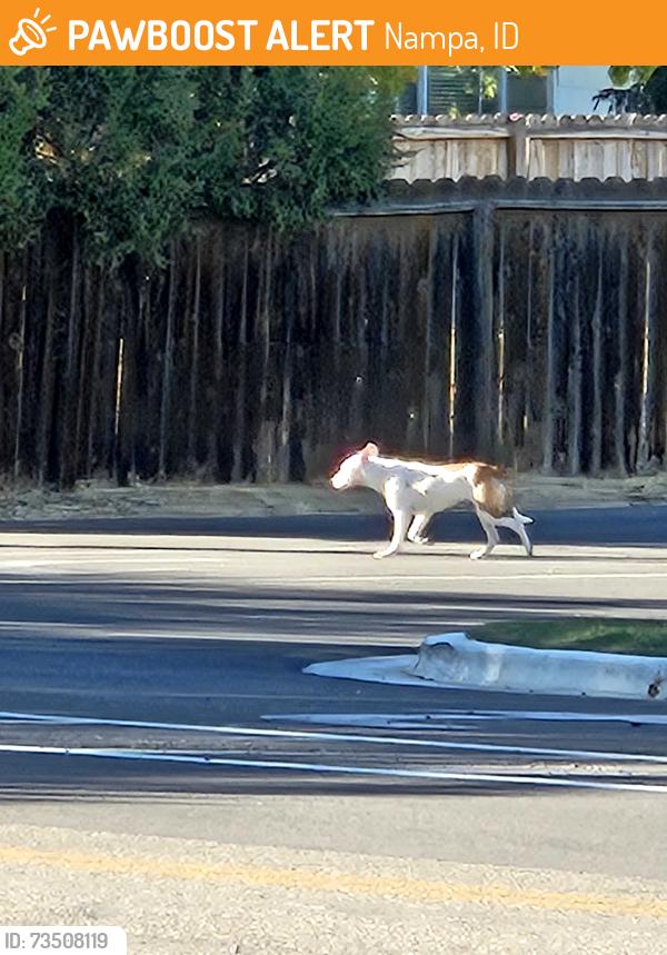 Found/Stray Unknown Dog last seen Locust lane and Chicago St, Nampa, ID 83686