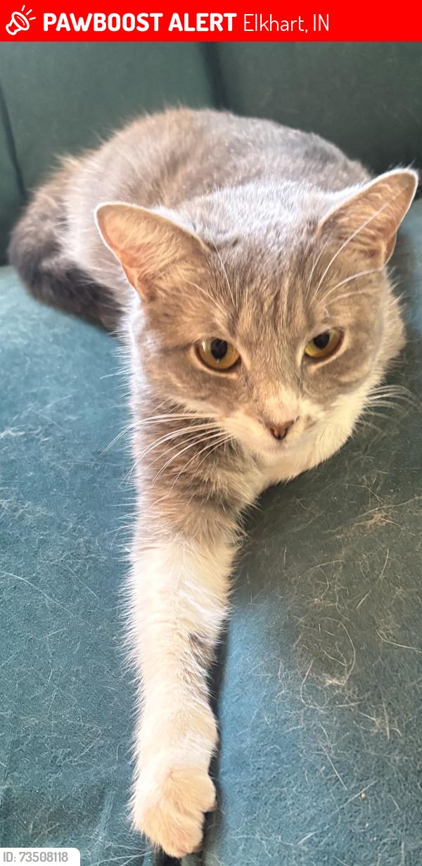 Lost Female Cat last seen Franklin and main, by the library, Elkhart, IN 46516