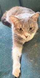 Lost Female Cat last seen Franklin and main, by the library, Elkhart, IN 46516