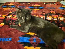 Reunited Male Cat last seen 58th and Ralston, Arvada, CO 80004
