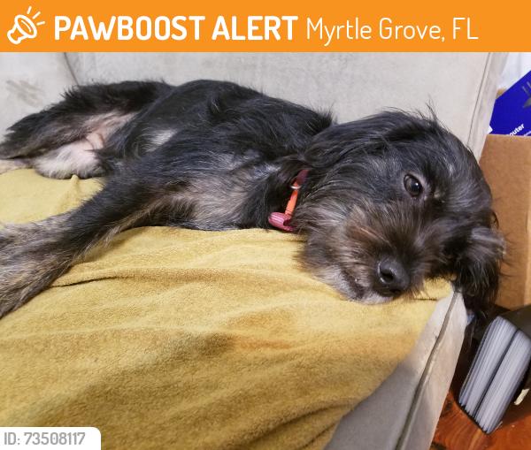 Found/Stray Female Dog last seen W Jackson St & N 70th Ave, Myrtle Grove, FL 32506