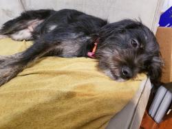 Found/Stray Female Dog last seen W Jackson St & N 70th Ave, Myrtle Grove, FL 32506